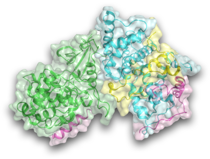 Protein Structure